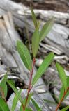 Salix × coerulescens. Верхушка побега. Архангельская обл., Вельский р-н, окр. пос. Усть-Шоноша, на старых брёвнах. 14.08.2012.