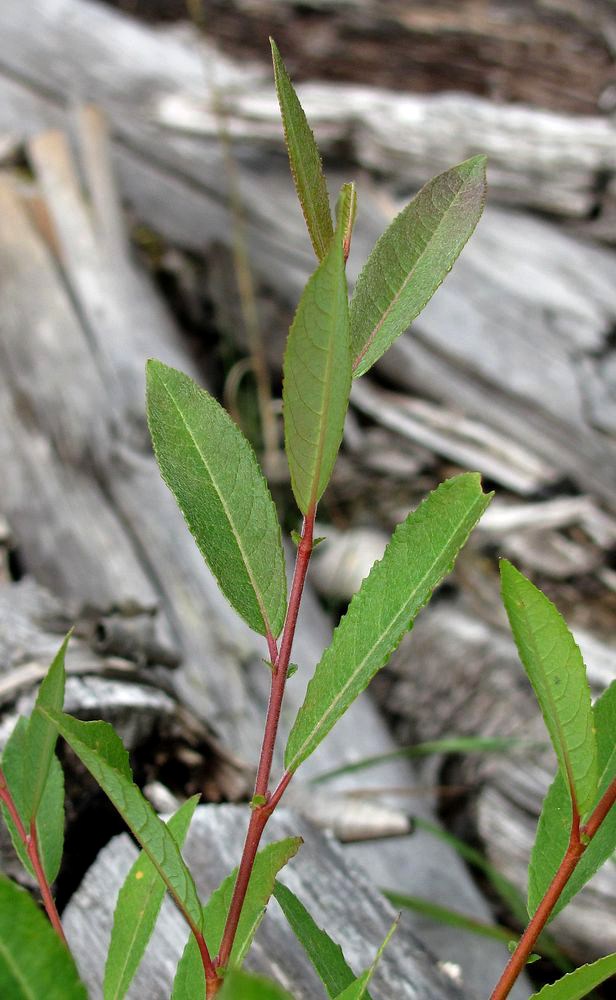 Изображение особи Salix × coerulescens.