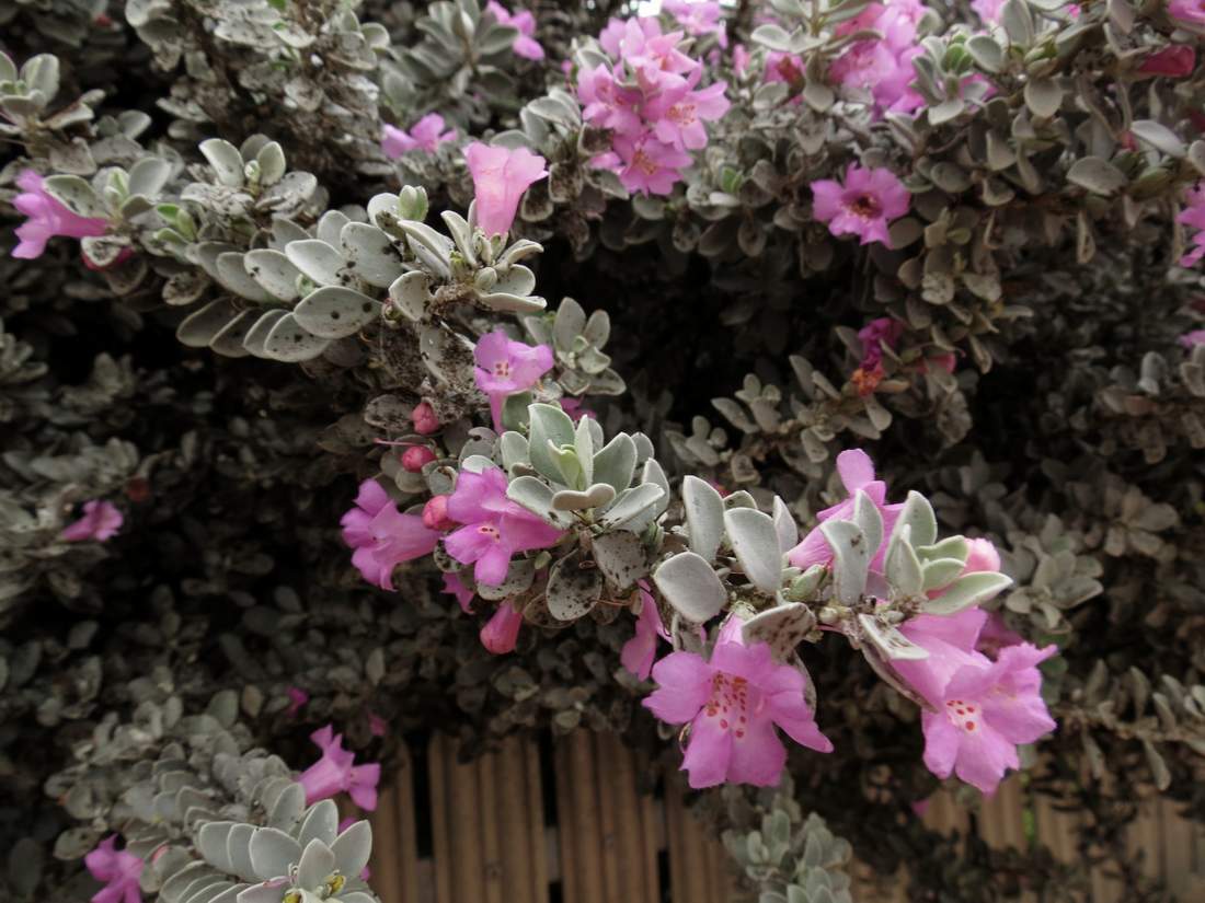 Изображение особи Leucophyllum frutescens.