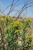 Euphorbia lamprocarpa