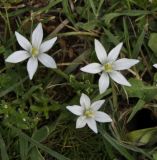 Ornithogalum