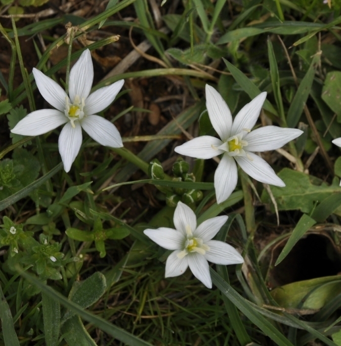 Изображение особи род Ornithogalum.