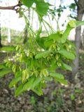 Acer platanoides. Соплодие с незрелыми плодами. Тамбовская обл., Петровский р-н, окр. дер. Новая Васильевка, лесополоса. 10.05.2013.