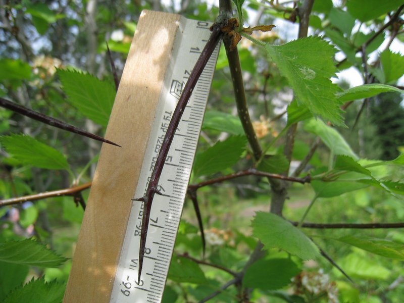 Изображение особи Crataegus submollis.