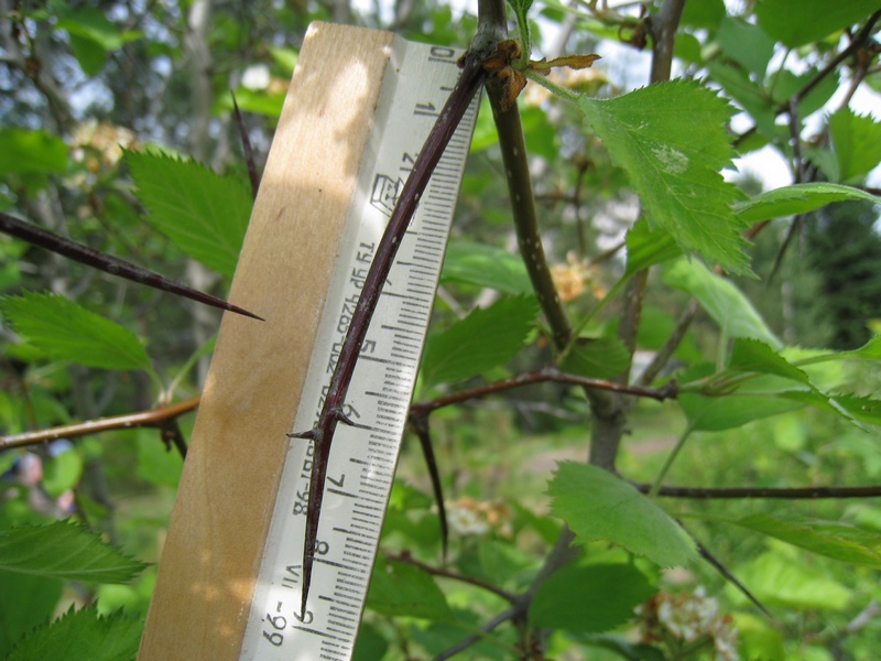 Image of Crataegus submollis specimen.