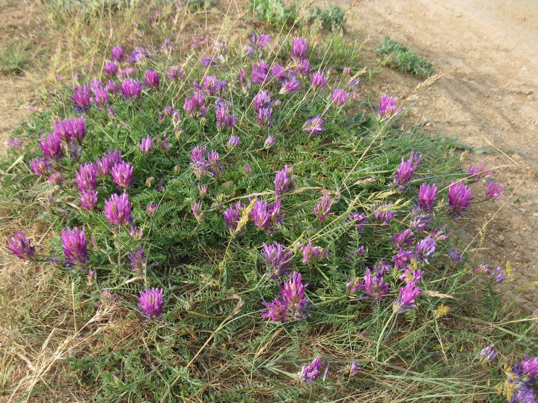 Image of Astragalus onobrychis specimen.