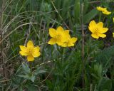 Anemonastrum speciosum. Соцветия. Карачаево-Черкесия, Теберда, гора Лысая. 29.05.2013.