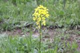 Erysimum ibericum