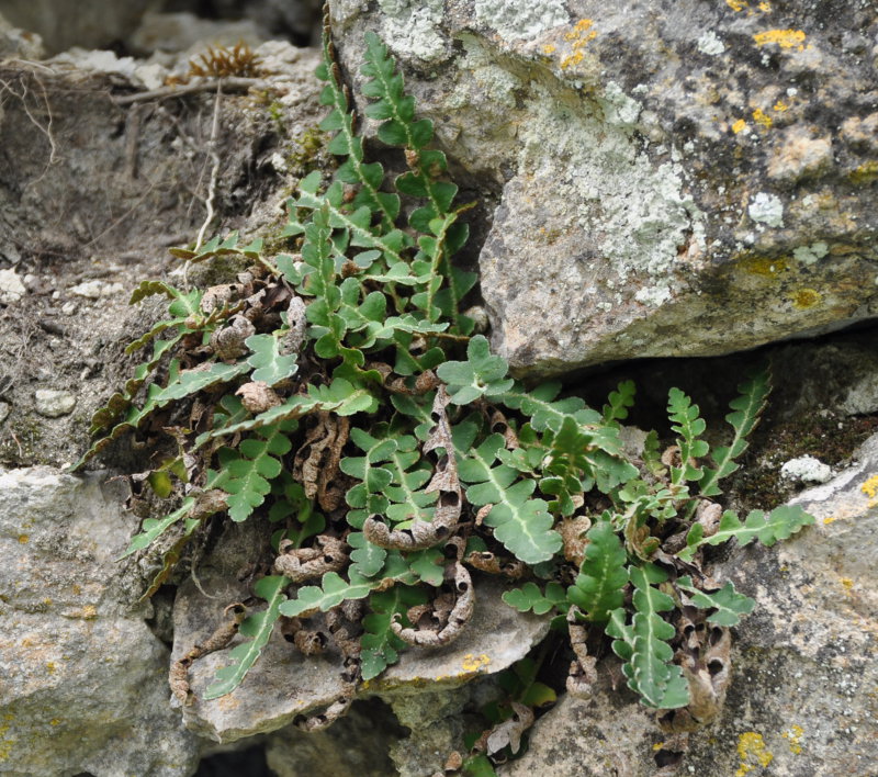 Изображение особи Ceterach officinarum.