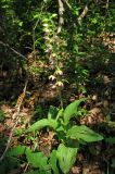 Epipactis helleborine