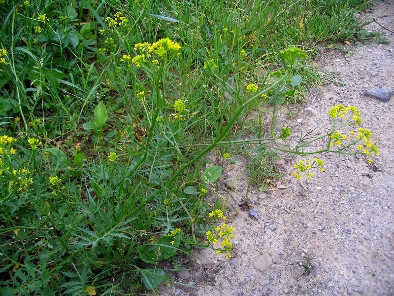 Image of Rorippa sylvestris specimen.