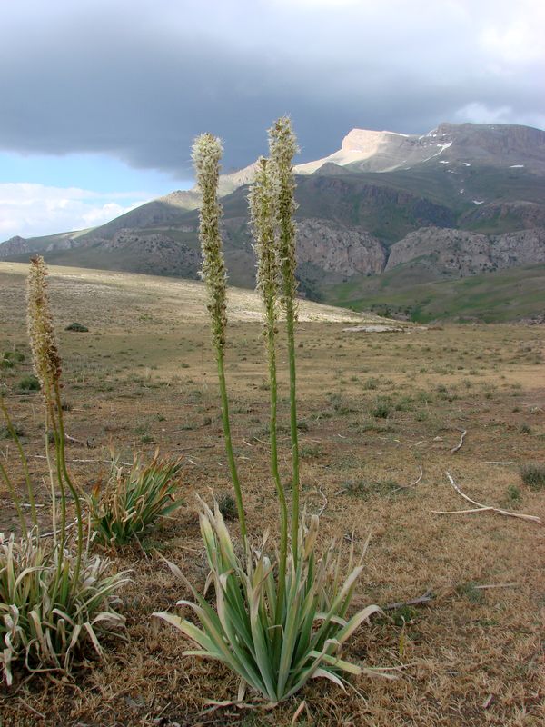 Image of Eremurus kaufmannii specimen.