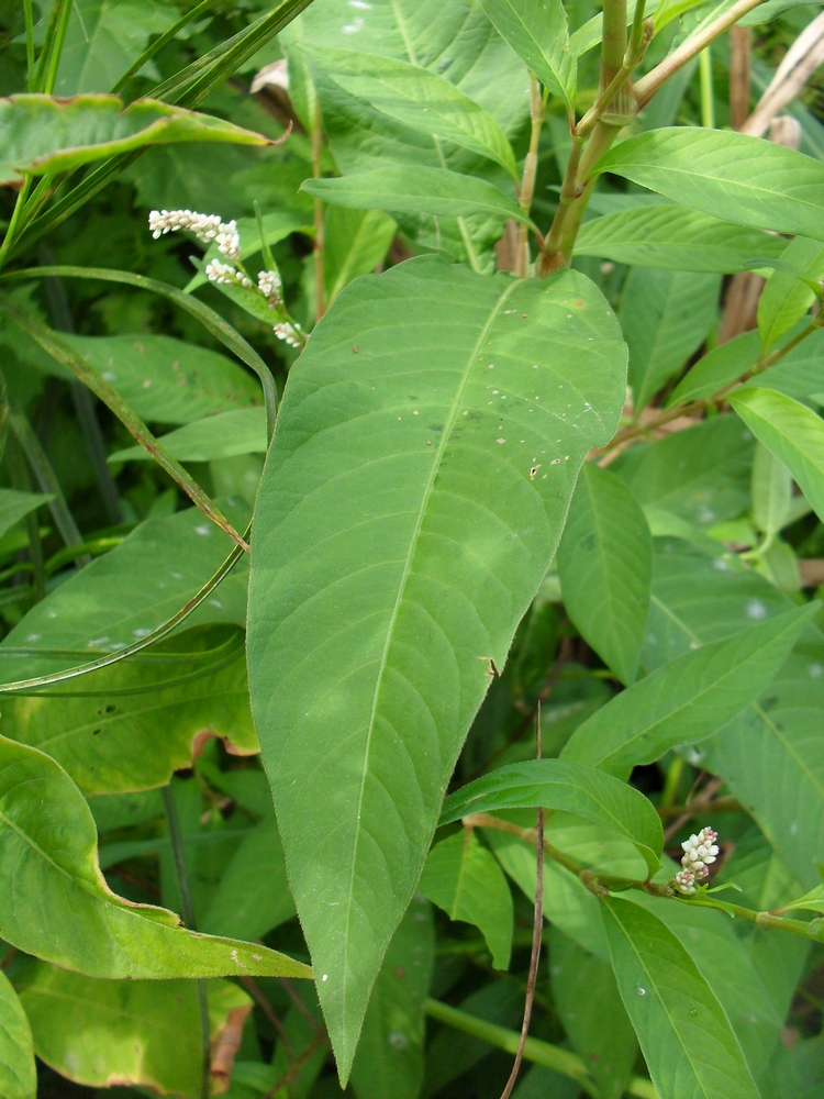 Изображение особи Persicaria lapathifolia.
