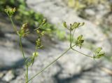 Bupleurum woronowii. Соцветия с цветками и завязями. Краснодарский край, борт каньона р. Жанэ. 23.08.2013.