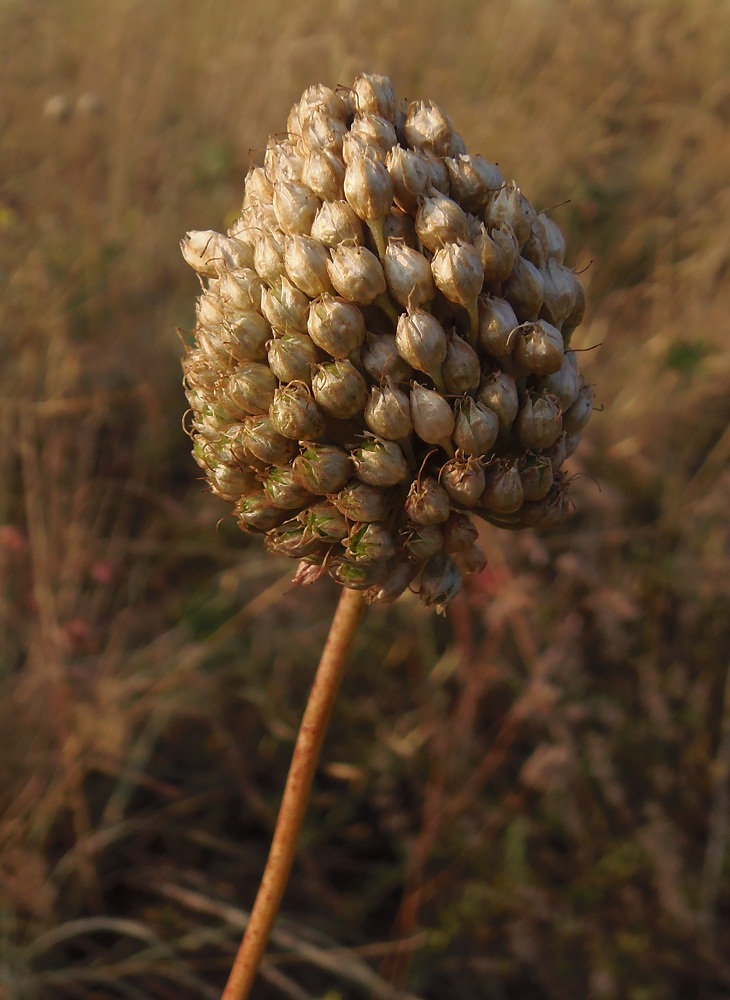 Image of Allium guttatum specimen.