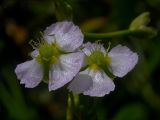 Alisma plantago-aquatica