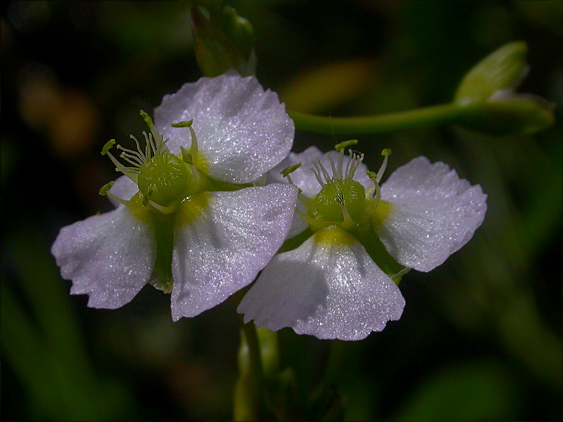 Image of Alisma plantago-aquatica specimen.