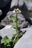 Valeriana ficariifolia. Цветущее растение. Южный Казахстан, хр. Таласский Алатау, ущ. Иргайлы. 02.05.2013.