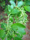 genus Salix