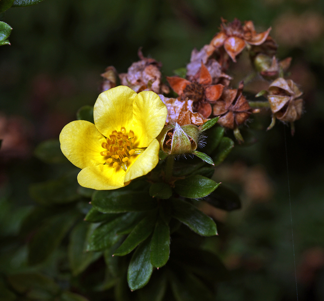 Изображение особи Dasiphora fruticosa.