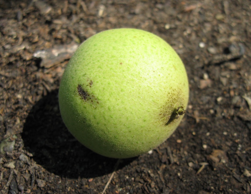 Image of Juglans microcarpa specimen.