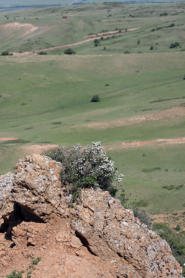 Image of Spiraea pilosa specimen.