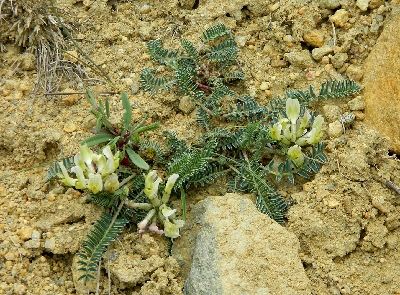 Изображение особи Astragalus resupinatus.