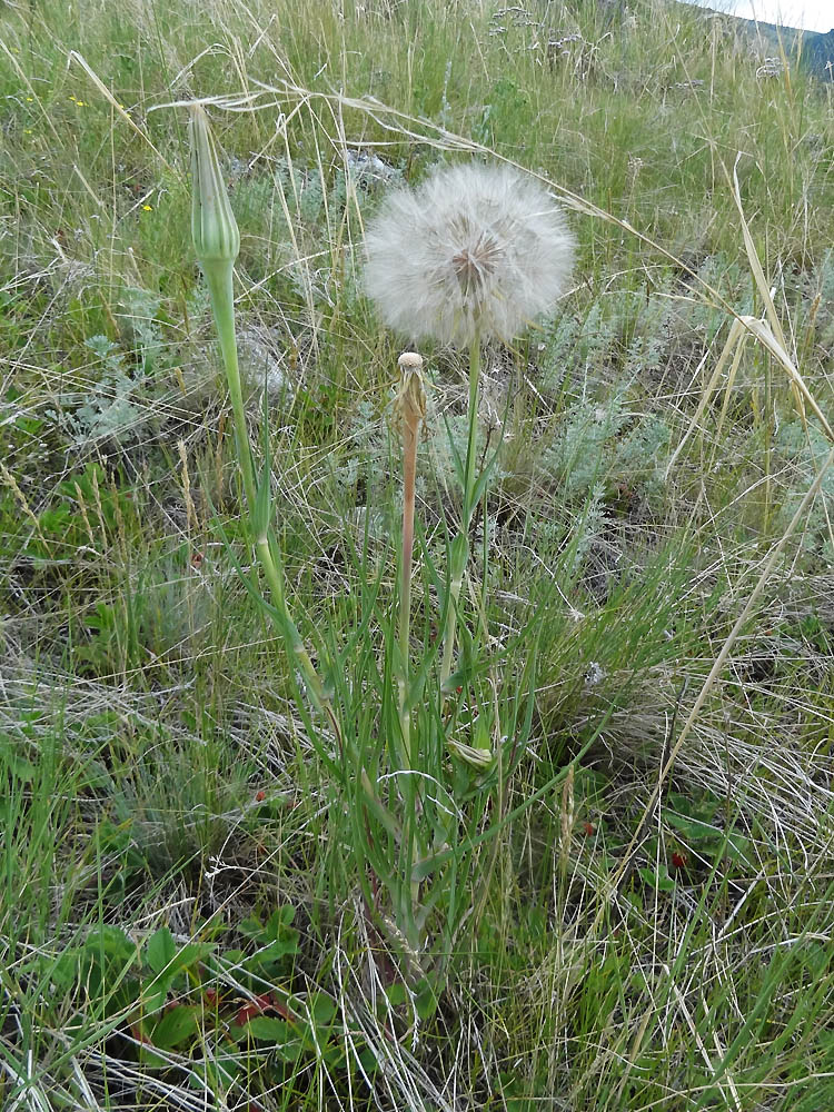 Изображение особи род Tragopogon.