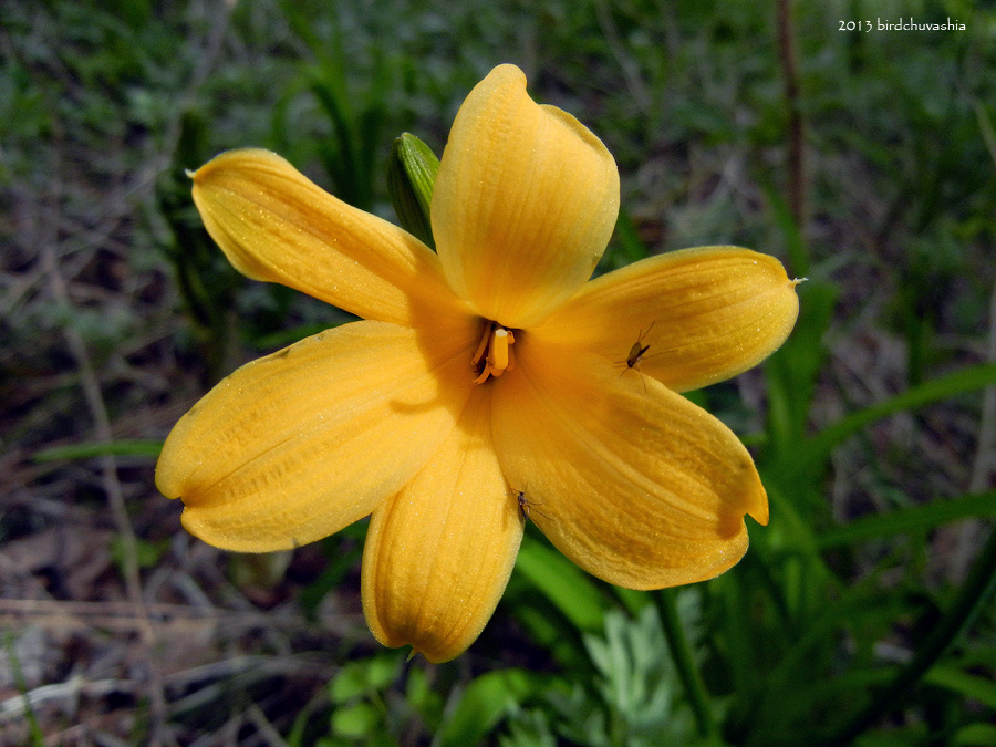 Image of Hemerocallis esculenta specimen.