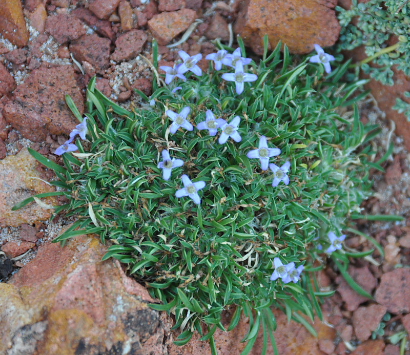 Изображение особи Oldenlandia pulvinata.