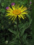 Inula hirta