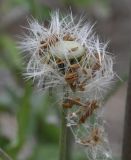 genus Sonchus