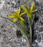 Image of taxon representative. Author is Роланд Цандекидис