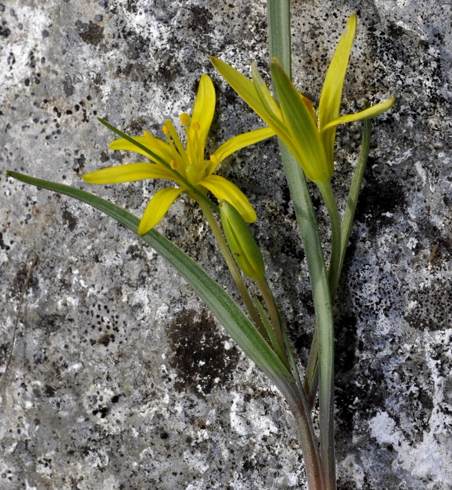 Image of genus Gagea specimen.