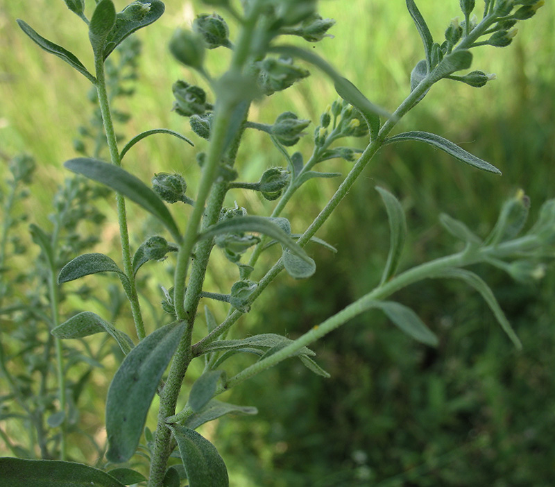 Image of Alyssum alyssoides specimen.