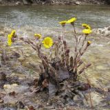 Tussilago farfara. Цветущее растение. Краснодарский край, Абинский р-н, окр. станицы Шапсугская, в русле р. Адегой. 08.03.2014.