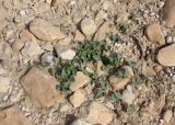Commicarpus helenae