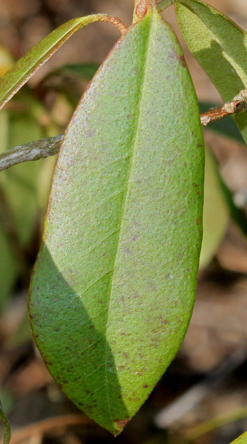 Image of Rhododendron ambiguum specimen.