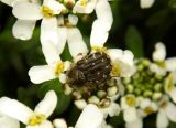 Iberis sempervirens. Соцветие с кормящейся бронзовкой мохнатой (Epicometis hirta). Украина, Кривой Рог, Ботанический сад НАН Украины.20.04.2014.