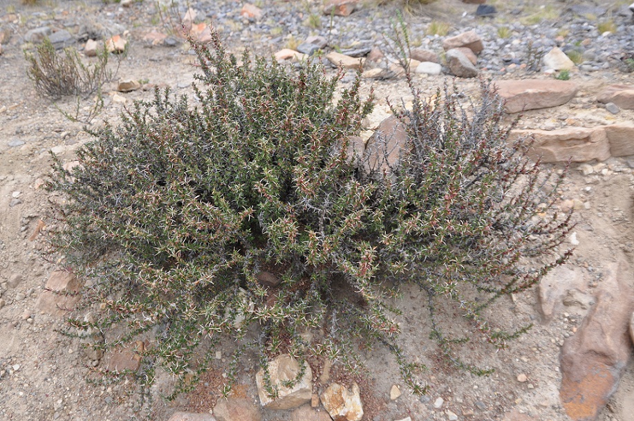 Image of genus Tetraglochin specimen.