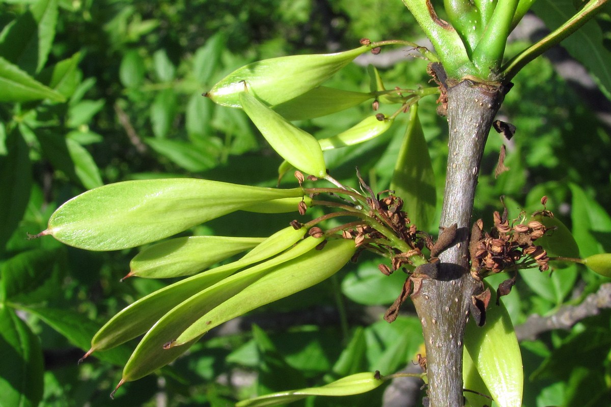 Изображение особи Fraxinus excelsior.