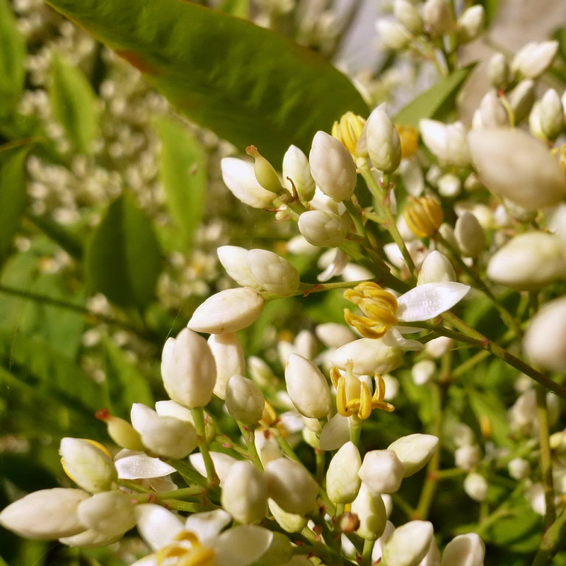Image of Nandina domestica specimen.