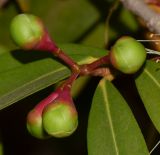 Syzygium jambos. Бутонизирующее соцветие. Израиль, Шарон, пос. Кфар Шмариягу, в культуре. 06.05.2014.