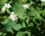 Asperula caucasica. Соцветия. Адыгея, левый берег р. Белая, вдоль тропы из пос. Каменномостовский до водопадов Руфабго. 27.04.2013.