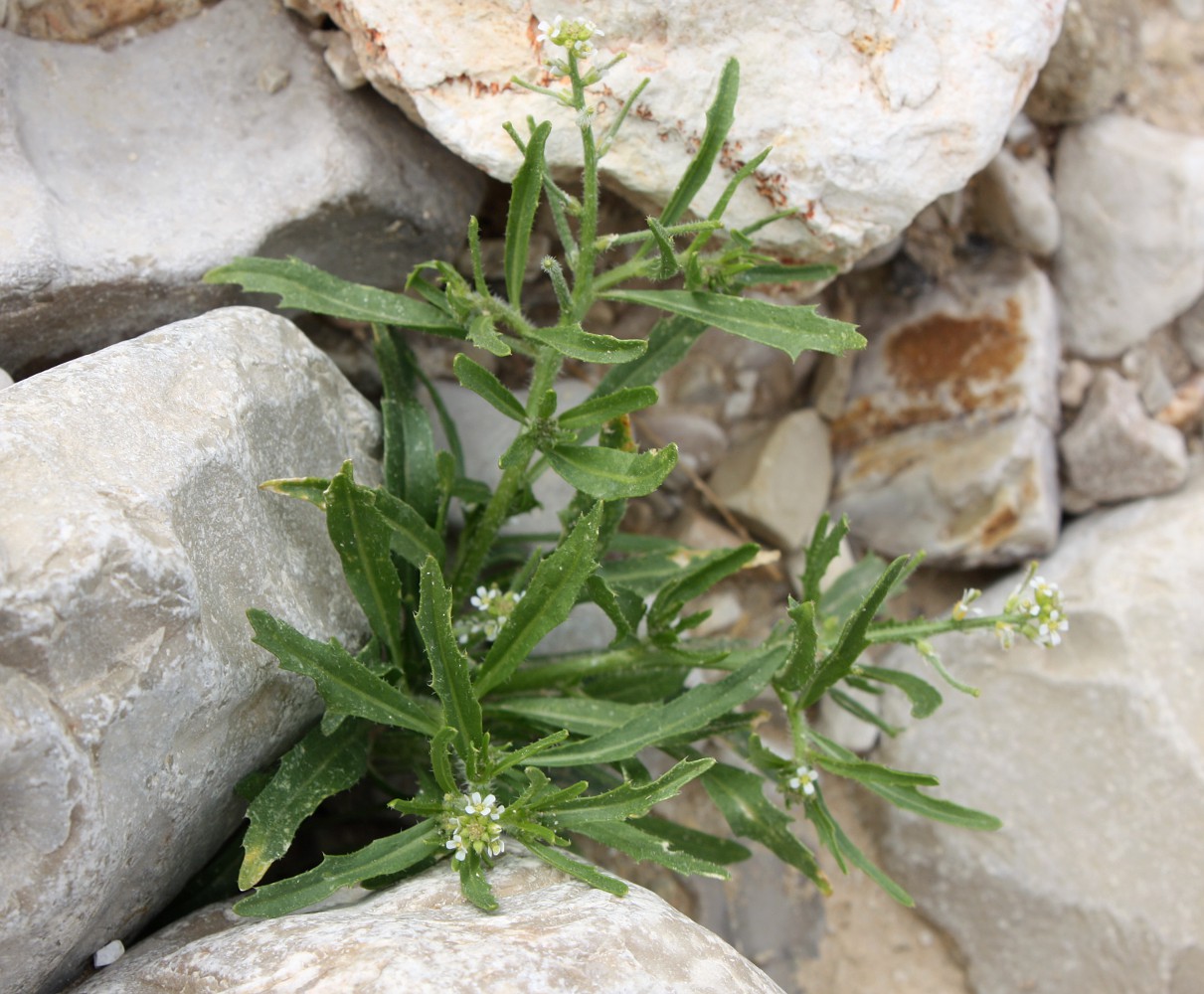 Image of Neotorularia torulosa specimen.