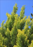 Cupressus macrocarpa. Верхушки ветвей. Крым, Ялтинский горсовет, пос. Никита, Никитский ботанический сад, в культуре. 14 мая 2014 г.