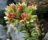 Sedum tenellum