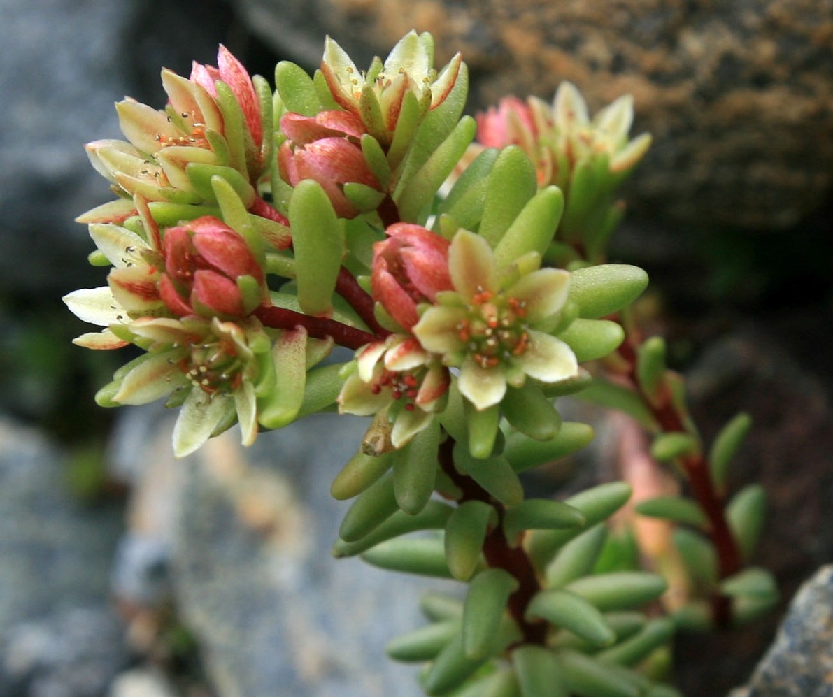 Изображение особи Sedum tenellum.