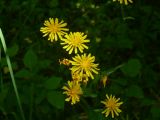 Crepis lyrata