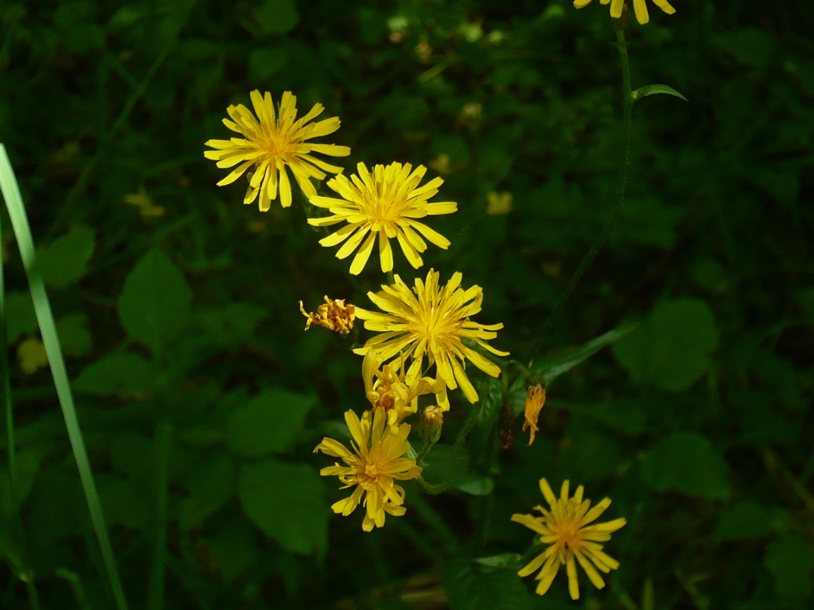 Изображение особи Crepis lyrata.